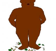 Grizzly Bear