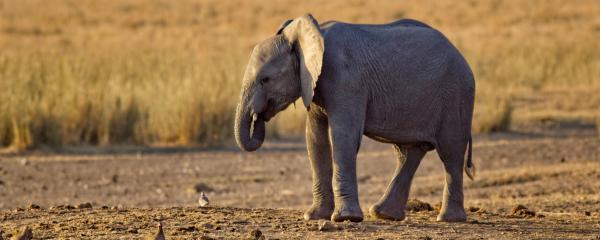 Song of the Week: Elephant